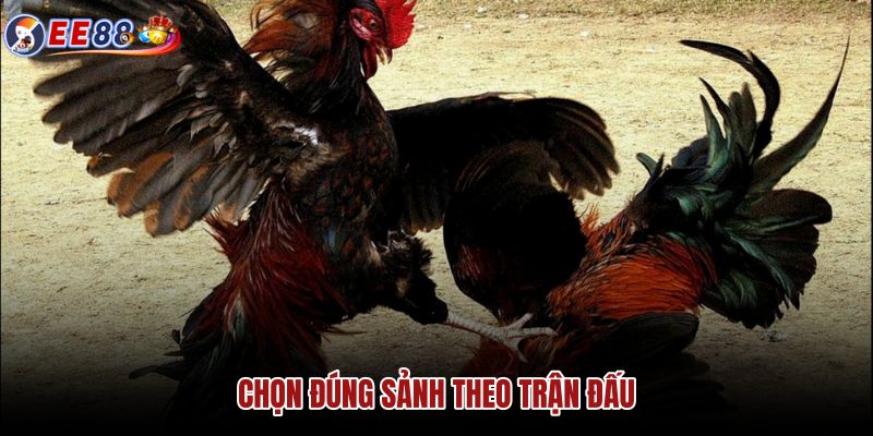Sảnh Đá Gà theo trường đấu và loại trận