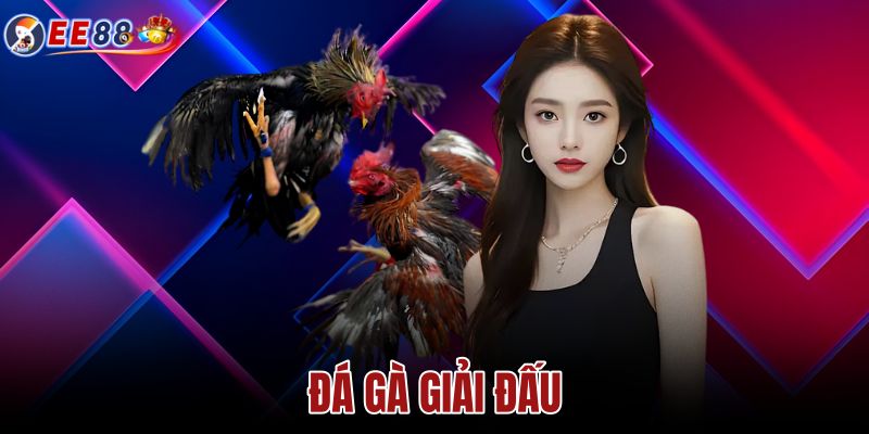 Đá Gà Giải Đấu