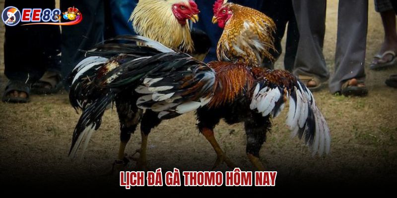 lich-da-ga-thomo-hom-nay lich-da-ga-thomo-hom-nay