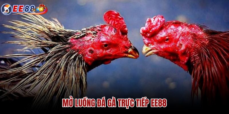 mo-luong-da-ga-truc-tiep-ee88 mo-luong-da-ga-truc-tiep-ee88