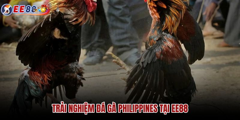 trai-nghiem-da-ga-philippines-tai-ee88 trai-nghiem-da-ga-philippines-tai-ee88
