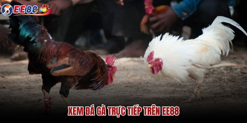 Đá Gà trực tiếp với lịch và trạng thái cập nhật