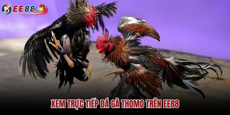 xem-truc-tiep-da-ga-thomo-tren-ee88 xem-truc-tiep-da-ga-thomo-tren-ee88